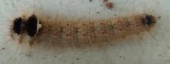 Lepidoptera