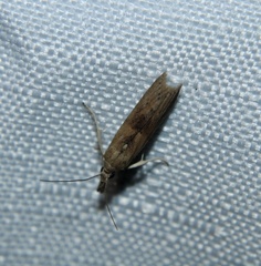 Macrorrhinia endonephele