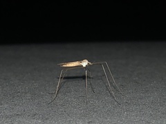 Tipula ultima