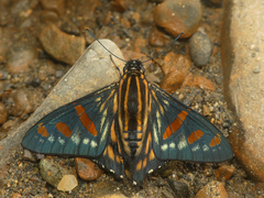 Phocides yokhara