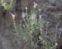 Monardella linoides