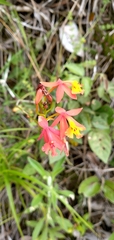 Epidendrum radicans