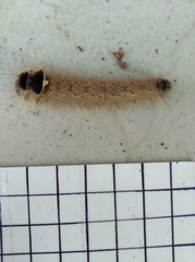 Lepidoptera