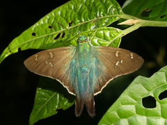 Ectomis metallescens