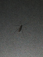 Tipula ultima