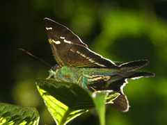 Ectomis metallescens