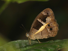 Posttaygetis penelea