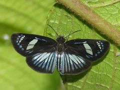 Pythonides jovianus fabricii