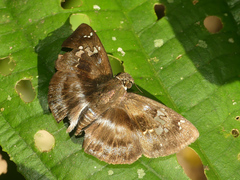 Quadrus cerialis