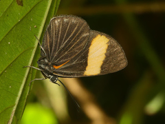 Setabis pythioides