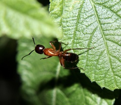 Camponotus texanus