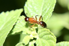 Camponotus texanus