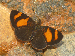 Tegosa etia