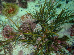 Bifurcariopsis capensis