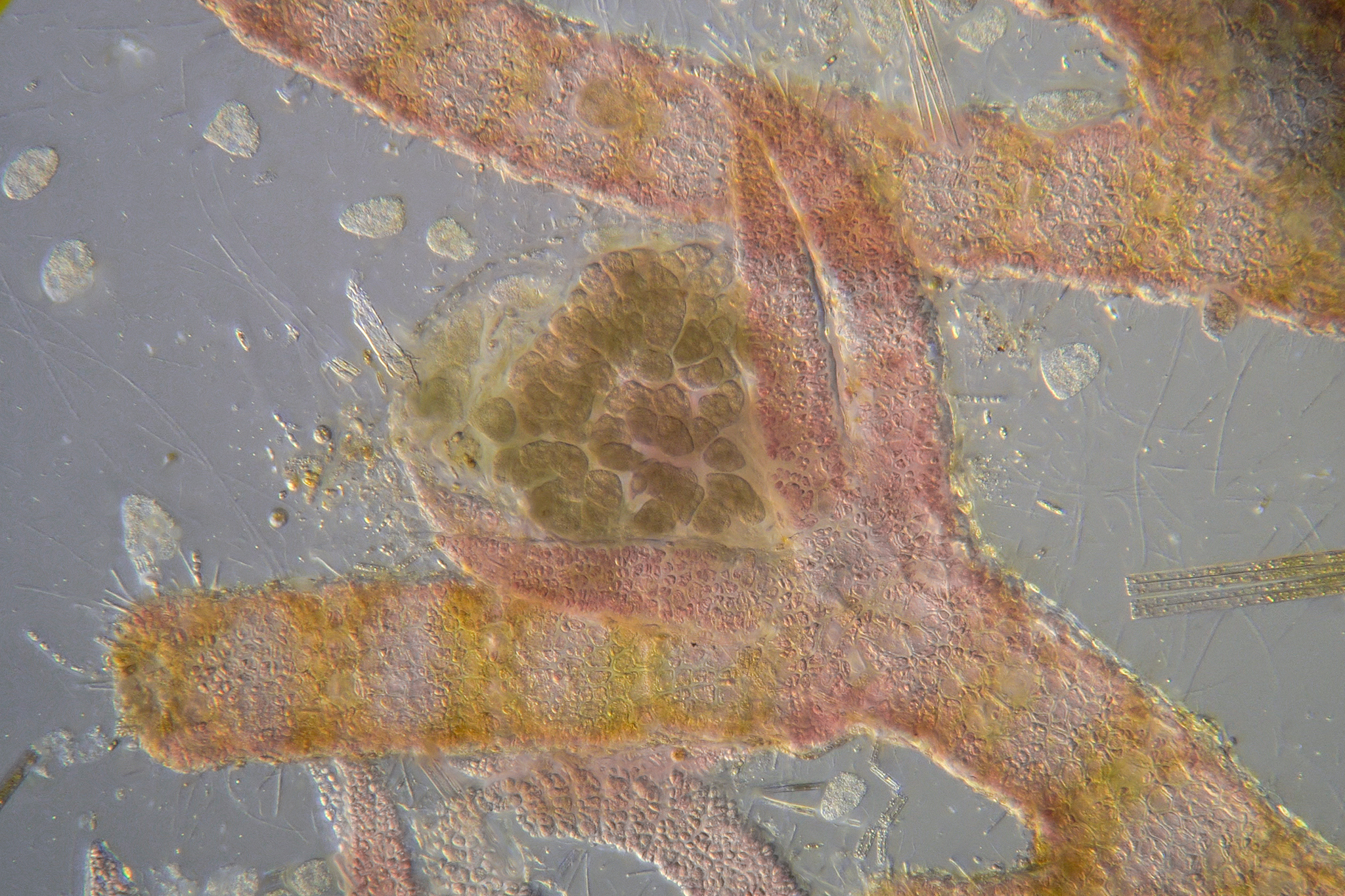 Ceramium virgatum