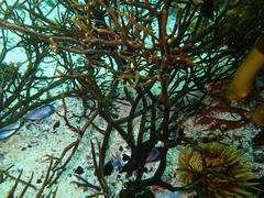 Bifurcariopsis capensis