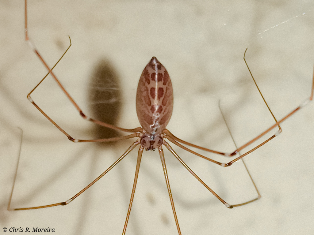 Smeringopinae