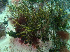 Bifurcariopsis capensis