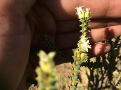 Euchaetis pungens
