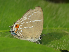 Thestius epopea