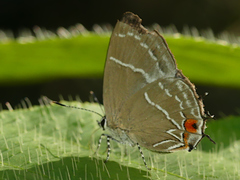 Thestius epopea
