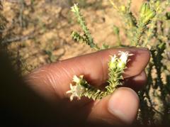 Euchaetis pungens