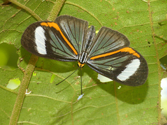 Xynias