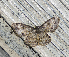 Dischidesia cinerea