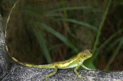 Diploderma polygonatum polygonatum