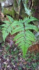 Athyrium arisanense
