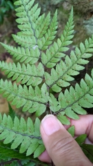 Athyrium arisanense
