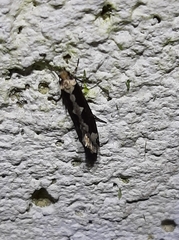 Scardiinae