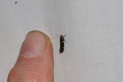 Macrobathra alternatella