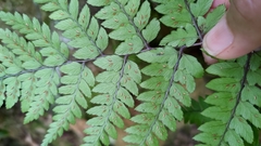 Athyrium arisanense