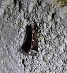 Scardiinae