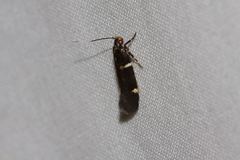 Macrobathra alternatella