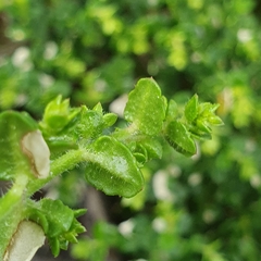 Gonocarpus teucrioides