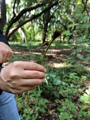 Parkia biglandulosa