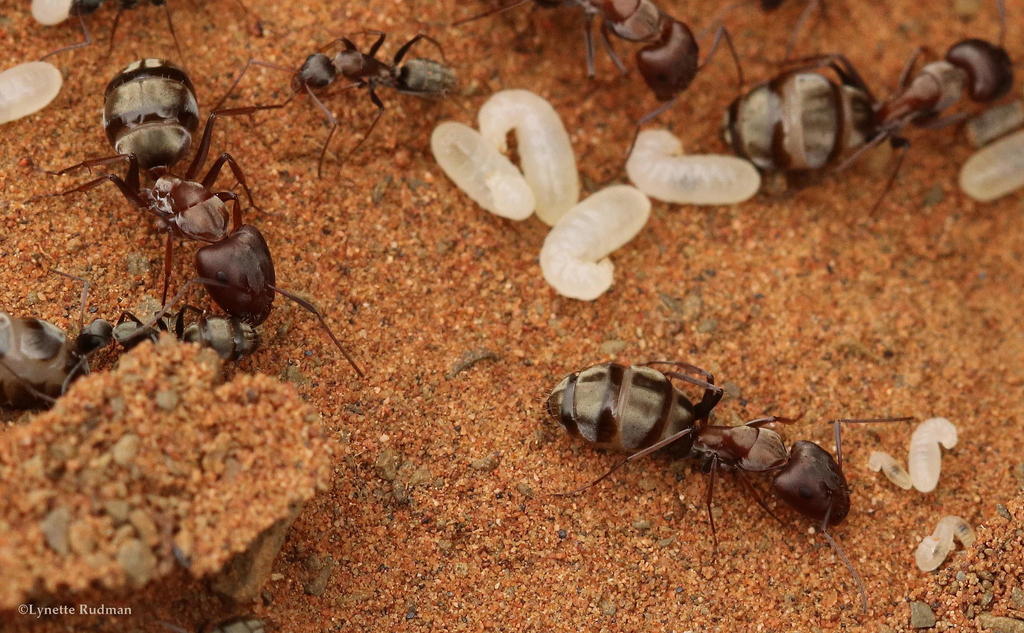 Shimmering sugar ant