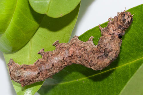 Echo Moth photo 4