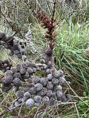 Allocasuarina mackliniana