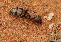 Camponotus vestitus