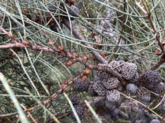 Allocasuarina mackliniana