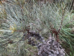 Allocasuarina mackliniana