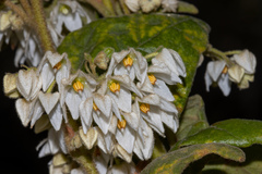 Lasiopetalum schulzenii