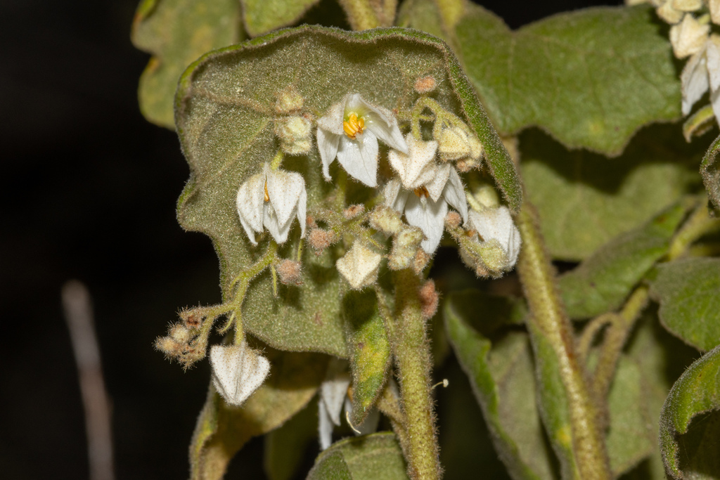 Drooping Velvet-bush