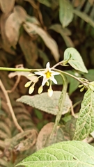 Solanum macrotonum