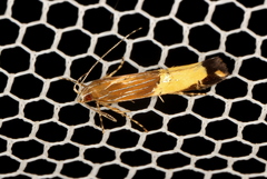 Labdia deliciosella