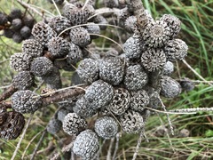 Allocasuarina mackliniana