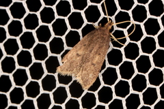 Lecithocera imprudens